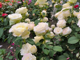 bouquet of roses
