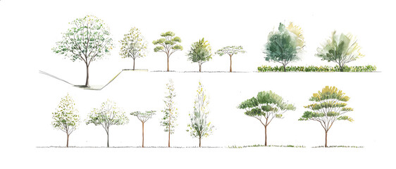 Vector illustration of set architectural trees for landscape design in a watercolor style
