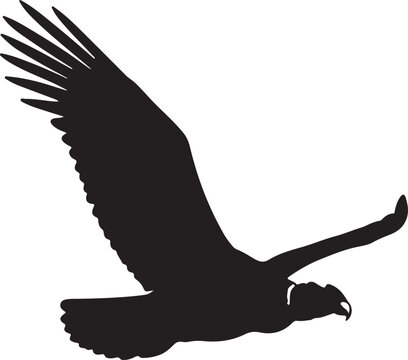 Andean Condor &ndash; Solid Black Silhouette and Outline Vector Set