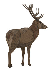Noble deer Cervus elaphus with large branched antlers. Wild vector animal