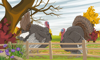 A pair of male turkeys stands on a meadow in front of a fence in a poultry yard. Domestic and farm bird in autumn. Realistic vector landscape
