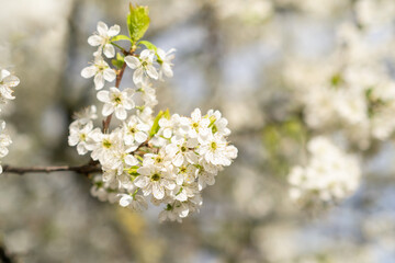 Spring Blossoms in Full Bloom at a Local Park, Showcasing the Beauty of Nature in a Sunny Outdoor Environment