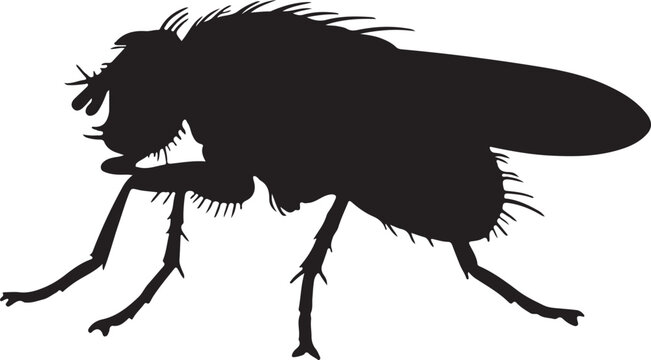 Hessian Fly Silhouette