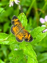 Pearl Crescent Butterfly