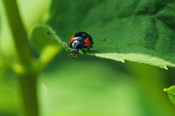 A CloseUp Image of a Colorful Ladybug Resting on a Vibrant Green Leaf in Nature