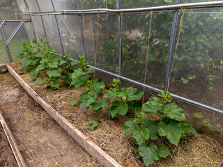 A greenhouse filled with lots of green plants and hay