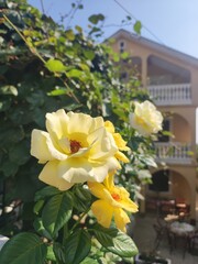 Fototapete bei efototapeten.de bestellen   