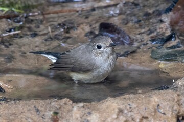 taiga flycatcher or Ficedula albicilla seen in Karimganj, Assam, India