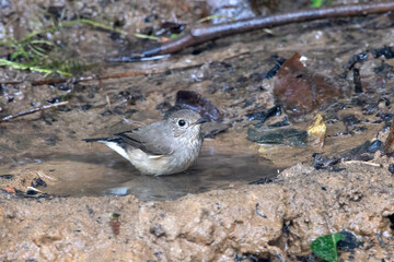 taiga flycatcher or Ficedula albicilla seen in Karimganj, Assam, India