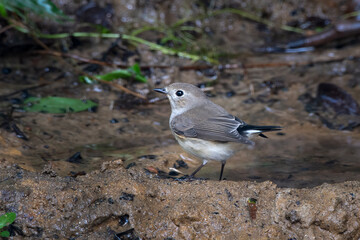 taiga flycatcher or Ficedula albicilla seen in Karimganj, Assam, India