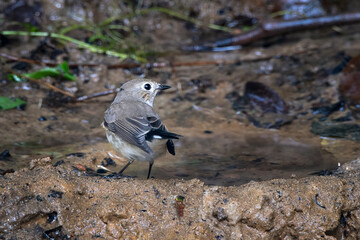 taiga flycatcher or Ficedula albicilla seen in Karimganj, Assam, India