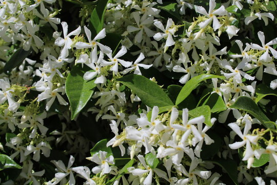 Trachelospermum asiaticum ( Asisn jasmine ) flowers. Apocynaceae evergreen vine shrub. Produces propeller-shaped fragrant white flowers in early summer. Beautiful floral background 