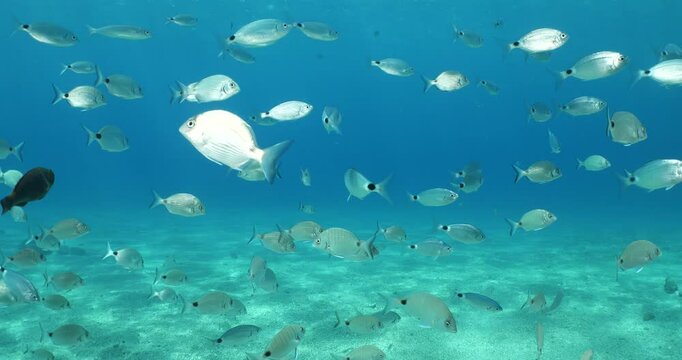 sand steenbras school swim  underwater mormyrus with some other fish around mediterranean sea
