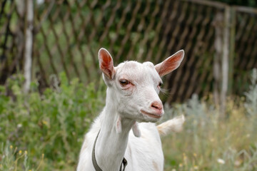 Funny goat grazing on a green grassy lawn. Close up portrait of a funny goat. Fanny Animal.