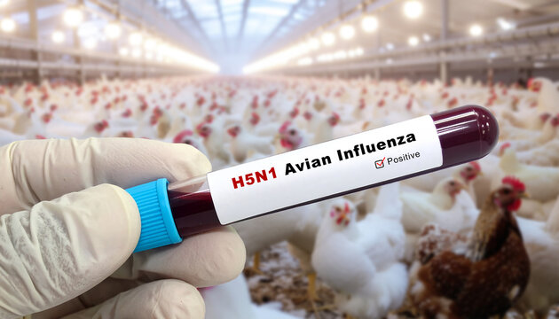 H5N1 Bird Flu Test Tube in Laboratory Held by Veterinarian