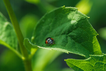 A CloseUp Image of a Colorful Ladybug Resting on a Vibrant Green Leaf in Nature