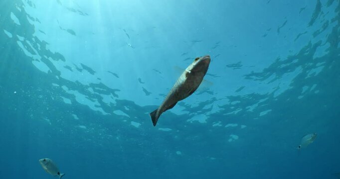 sparisoma cretense fish underwater parrotfish mediteranean sea