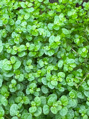 Ground cover foliage in natural style, vibrant green tones, representing freshness and eco-conscious landscaping