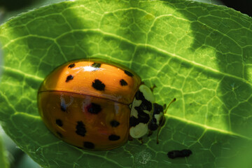 A CloseUp Image of a Colorful Ladybug Resting on a Vibrant Green Leaf in Nature
