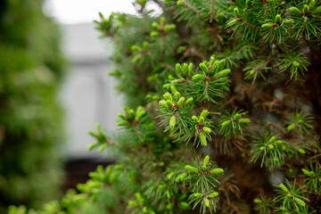 Fresh Green Pine Needles Emerging in Springtime, Showcasing Vibrant Growth and Natural Beauty in a Serene Outdoor Setting
