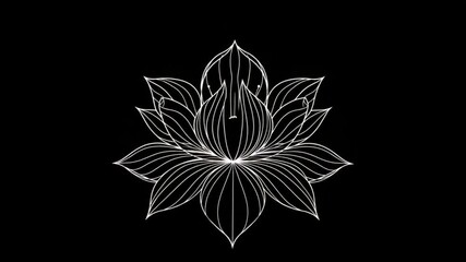 Elegant white lotus flower blossom with unfolding petals on a black background