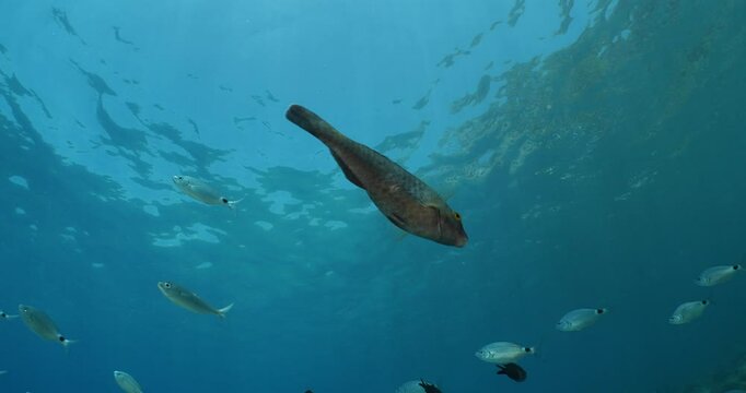 sparisoma cretense fish underwater parrotfish mediteranean sea