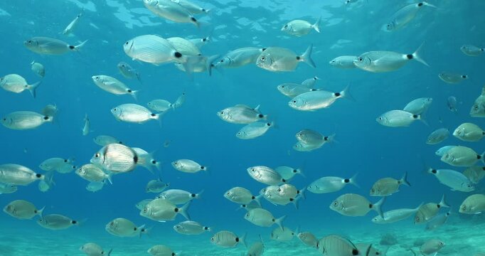 sand steenbras school swim  underwater mormyrus with some other fish around mediterranean sea