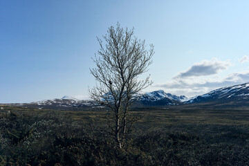 Photography from the Valdresflye Scenic Route, Norway, crossing the Jotunheimen Mountains, in June...
