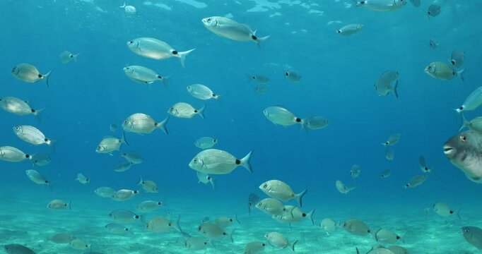 sand steenbras school swim  underwater mormyrus with some other fish around mediterranean sea
