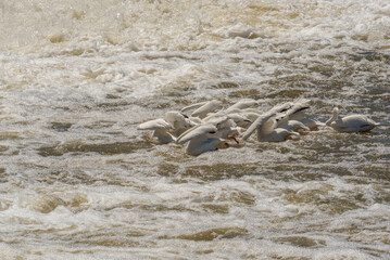 American White Pelicans Group Fishing At The Dam And Rapids On Fox River At De Pere, Wisconsin, In Spring