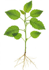 Fototapeta premium Green plant with leaves and roots isolated