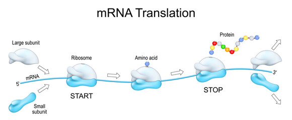 Ribosome, and mRNA Translation. Protein synthesis.