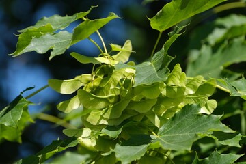 Bunch of fruits of Acer platanoides, also known as Norway maple. The fruit is a double samara with...