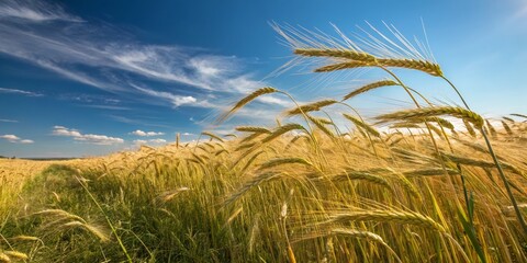 Golden Wheat Field under Blue Sky, Agriculture ,Harvest