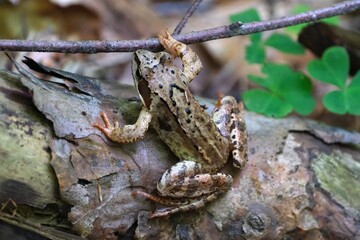 Close up of Common Frog (Rana temporaria) climbing branch in forest