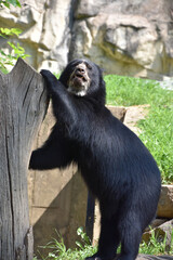 Spectacled Bear Using a Stump to Pull Up