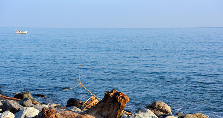 roots on the coast in cogoleto liguria italy
