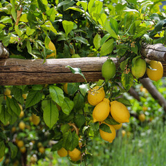 Italian Lemons
