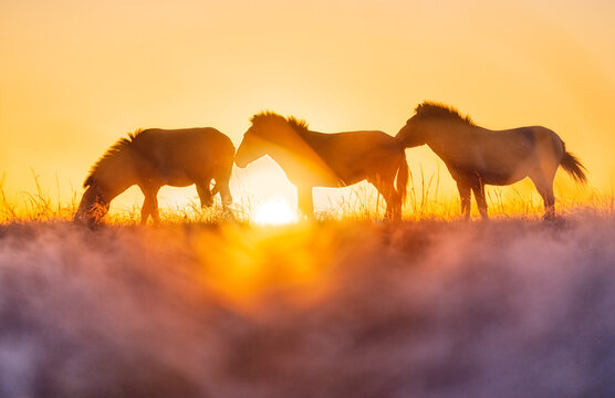 Wild horses of Przewalski at sunset.