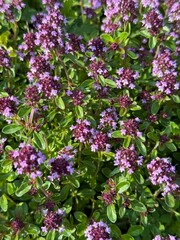 Flowering Thyme Plant with Purple Blossoms in Sunlight