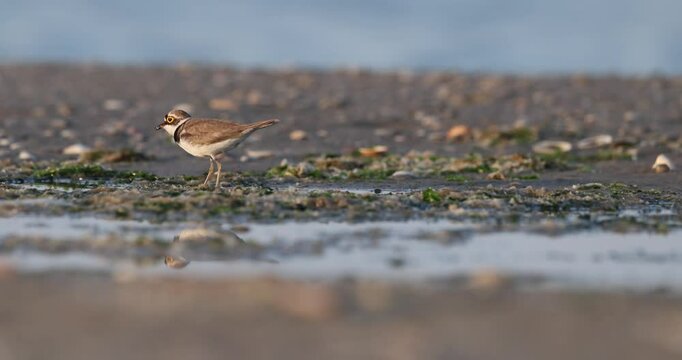 Wader or shorebird, little ringed plover (Charadrius dubius) on the beach.