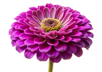A close up of a vibrant pink zinnia flower with a yellow center on a black background studio shot