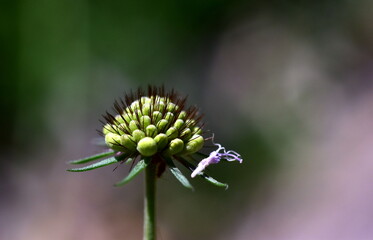 Grün-rosa Knospe einer Witwenblume