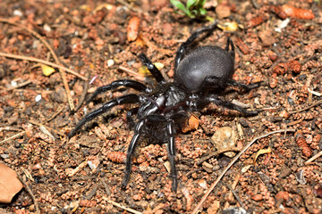 Closeup of the endangered Gibraltar or Spanish funnel-web spider Macrothele calpeiana from Málaga, Andalusia, photographed in its biotope in a pine forest.
