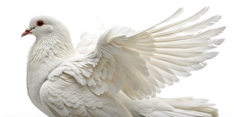 White Dove Spreading Wings, Peace, Purity