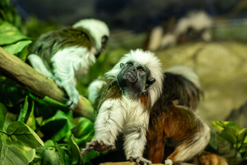 White-headed Capuchin Monkeys Interacting in a Lush Tropical Habitat at the Local Zoo During an Afternoon Visit