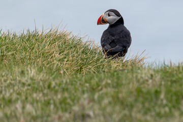 Atlantic Puffin profile