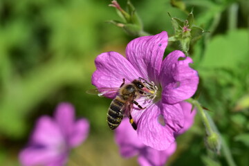 Biene an einem Pyrenäen-Storchschnabel