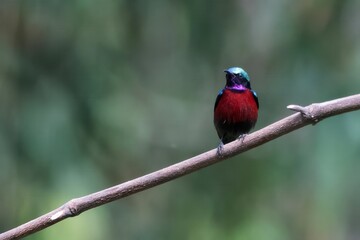 Van Hasselt's sunbird or Leptocoma brasiliana seen in Karimganj, Assam, India