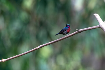 Van Hasselt's sunbird or Leptocoma brasiliana seen in Karimganj, Assam, India